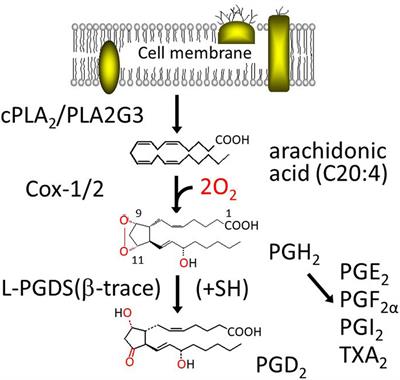 Biochemical and Structural Characteristics, Gene Regulation, Physiological, Pathological and Clinical Features of Lipocalin-Type Prostaglandin D2 Synthase as a Multifunctional Lipocalin